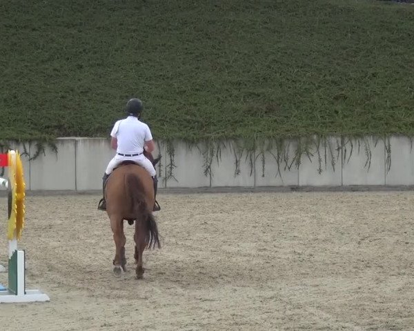 Reitturnier Lohmar-Halberg 2016