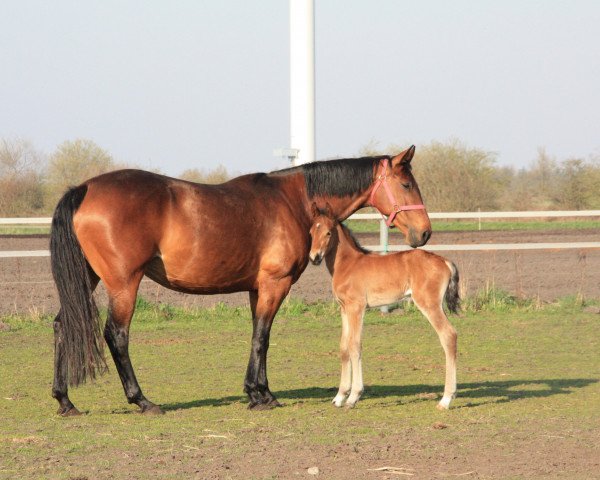 horse Boerne (Little German Riding Horse, 2019, from Möhlenbeeks Big Roy)