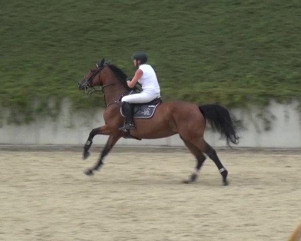 Reitturnier Lohmar-Halberg 2016