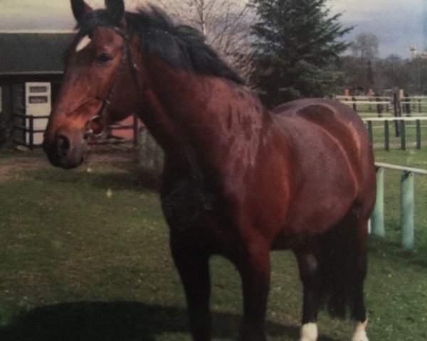 horse Gulliver 75 (Rhinelander,  , from Goldstrand)