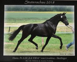 Zuchtstute La Vida F (Hannoveraner, 2015, von Livaldon)
