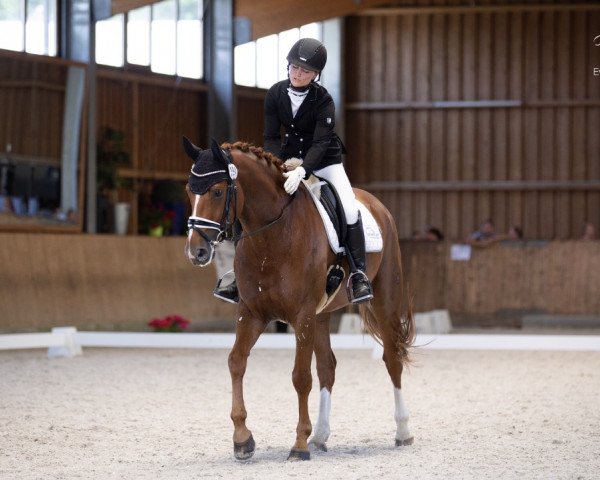 dressage horse Espresso Valentino (Hanoverian, 2013, from Edward 28) dressage horse Espresso Valentino (Hanoverian, 2013, from Edward 28)