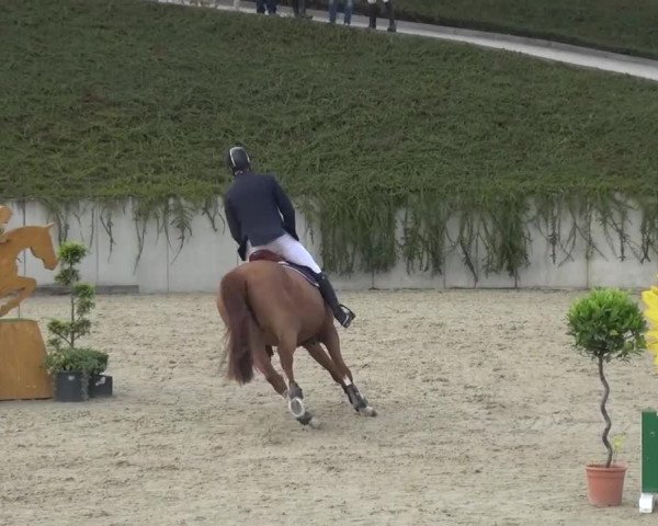 Reitturnier Lohmar-Halberg 2016
