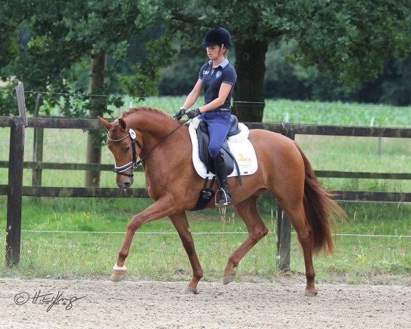 horse Estera 8 (Rhinelander, 2015, from Escolar)