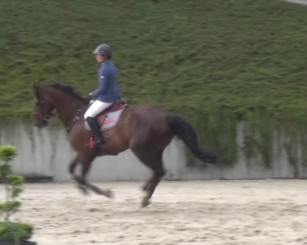 Reitturnier Lohmar-Halberg 2016