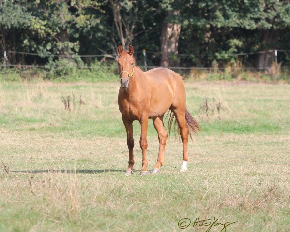 horse Escolar / Vitalis (Rhinelander, 2016, from Escolar)