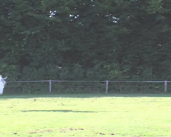 Reitturnier Felmerholz 2016