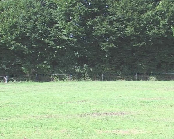 Reitturnier Felmerholz 2016