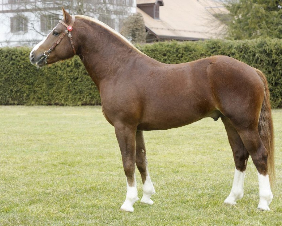 Deckhengst Don Perrignon (Freiberger, 2007, von Don Flamingo)