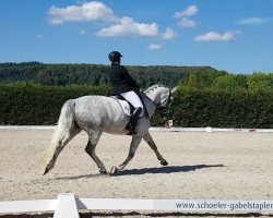 Dressurpferd Berenice 20 (KWPN (Niederländisches Warmblut), 2006, von Relevant)