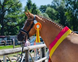 broodmare Creamy´s Divine S (German Riding Pony, 2016, from Mac Creamy)
