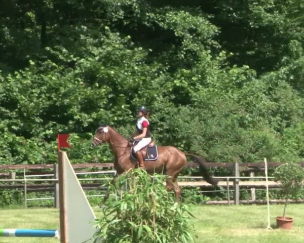 Reitturnier Hamburg-Friedrichshulde 2016