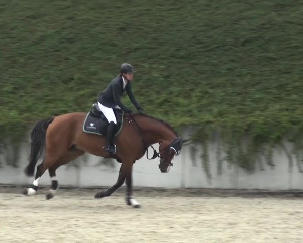 Reitturnier Lohmar-Halberg 2016