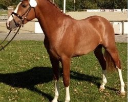 dressage horse Hula Hoop ZV (German Riding Pony, 2016, from Hurrikan Heros)