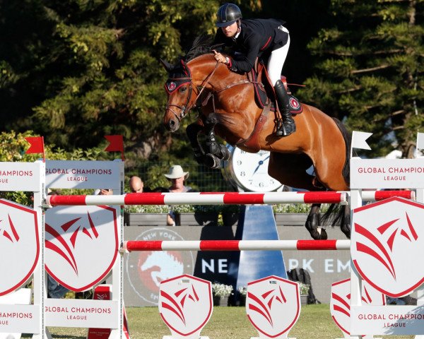Springpferd Colestina H (Deutsches Sportpferd, 2010, von Colestus)