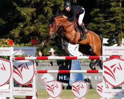 jumper Colestina H (German Sport Horse, 2010, from Colestus)