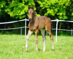 Pferd Hengst von Hickstead White / Laurentianer (Westfale, 2019, von HICKSTEAD WHITE)