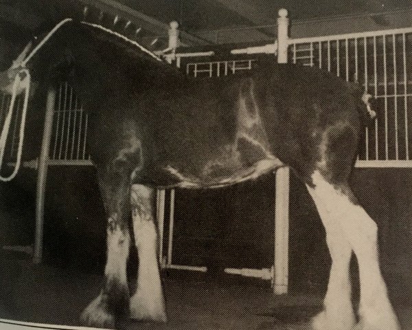 broodmare Thistle Ridge Argyll Emily (Clydesdale, 1990, from Commander Mark Argyll) broodmare Thistle Ridge Argyll Emily (Clydesdale, 1990, from Commander Mark Argyll)