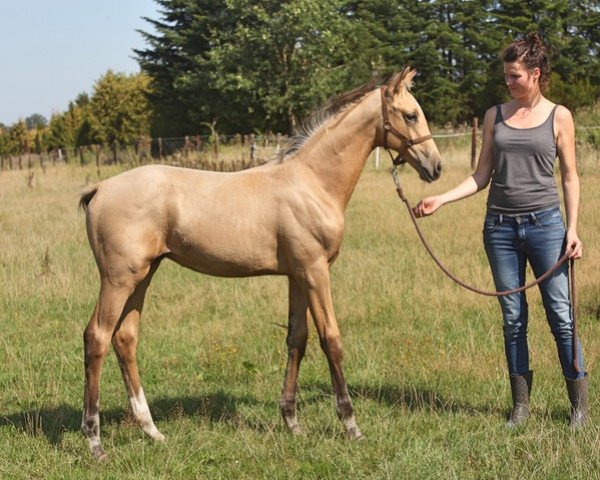 horse Qashmir (Westphalian, 2019, from Qaside Md)