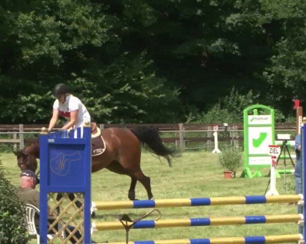 Reitturnier Hamburg-Friedrichshulde 2016
