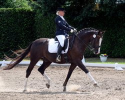 Dressurpferd Sir Doyodoni (Oldenburger, 2005, von Sir Donnerhall I)