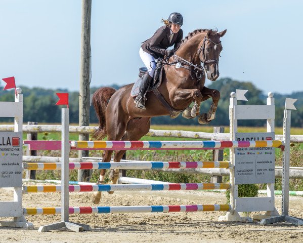 Springpferd Quintus 157 (Westfale, 2012, von Quaterback)