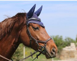 Springpferd Viscaya Pucci (Hannoveraner, 2014, von Viscount 22)