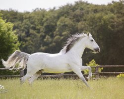 dressage horse Jalisco 25 (Pura Raza Espanola (PRE), 2001, from Fallero IV)