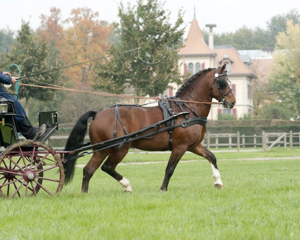 stallion Halloween XI CH (Freiberger, 2004, from Havane)