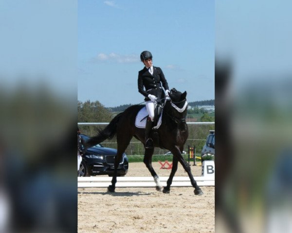 dressage horse Ulanka 58 (Bavarian, 2009, from Wolkenstein II) dressage horse Ulanka 58 (Bavarian, 2009, from Wolkenstein II)