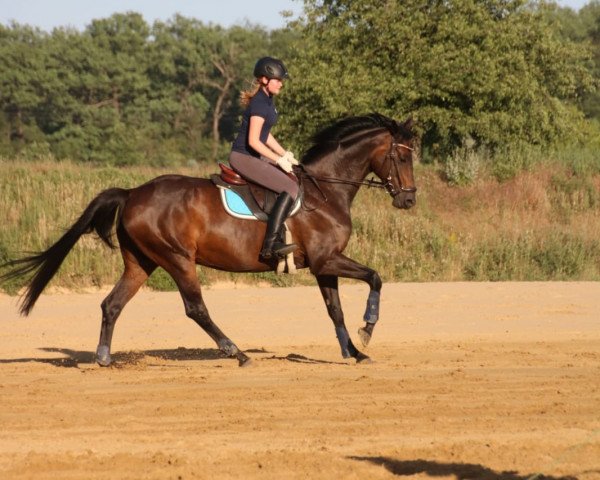 broodmare Wiki-Wiki (Hanoverian, 2007, from Waikiki I)