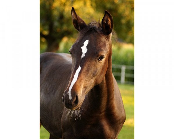 stallion Laurel (Holsteiner, 2019, from Livello)