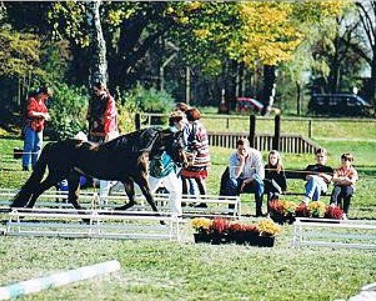stallion Little Arrow Dragonheart (Welsh-Pony (Section B), 1994, from Wolling's Delphi)