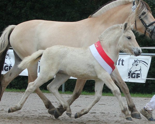 Zuchtstute Tia (Fjordpferd, 2021, von Vacceur)