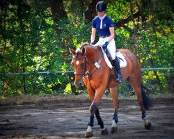 jumper Löwenstein 3 (German Warmblood, 2006, from Lindbergh)