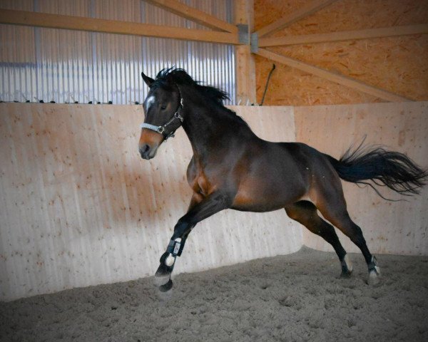 jumper Sweet Chanel (Holsteiner, 2013, from Cilian 3)