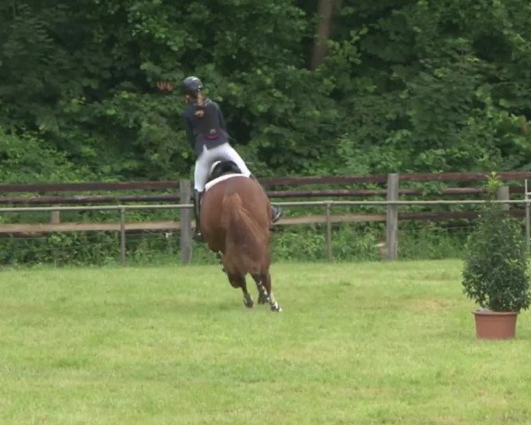 Reitturnier Hamburg-Friedrichshulde 2016