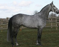 stallion Vito M (KWPN (Royal Dutch Sporthorse), 2002, from Quick Star)
