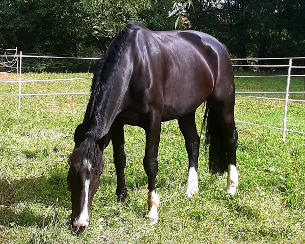 horse Holly (Heavy Warmblood, 2010, from Edino)