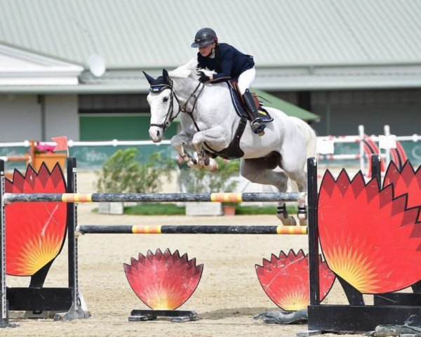 jumper Undercover Z (Zangersheide riding horse, 2010, from Ugano Sitte)