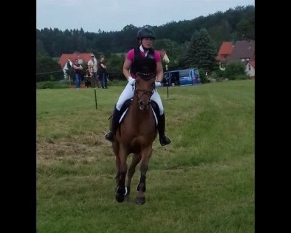 jumper Claire (Hanoverian, 2013, from Con Chello)