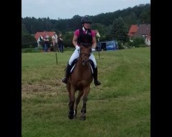 jumper Claire (Hanoverian, 2013, from Con Chello)