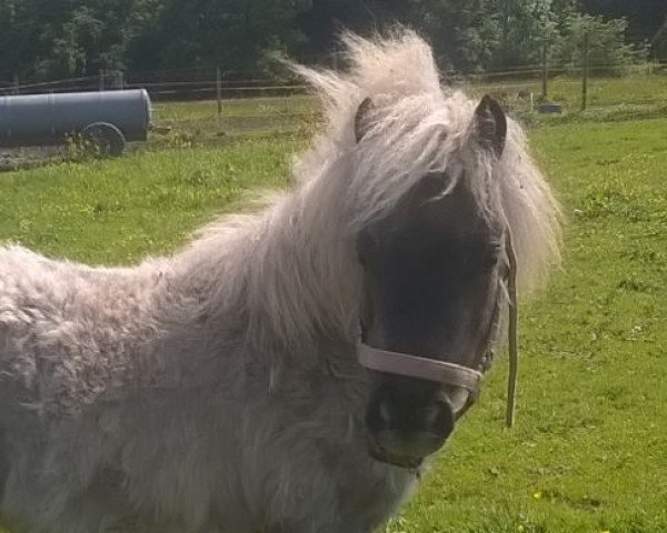 Pferd Freakys Florentina (Dt.Part-bred Shetland Pony, 2014, von Rafaello)