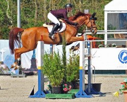 jumper Deliah de Semilly (Oldenburg show jumper, 2011, from Diamant de Semilly)