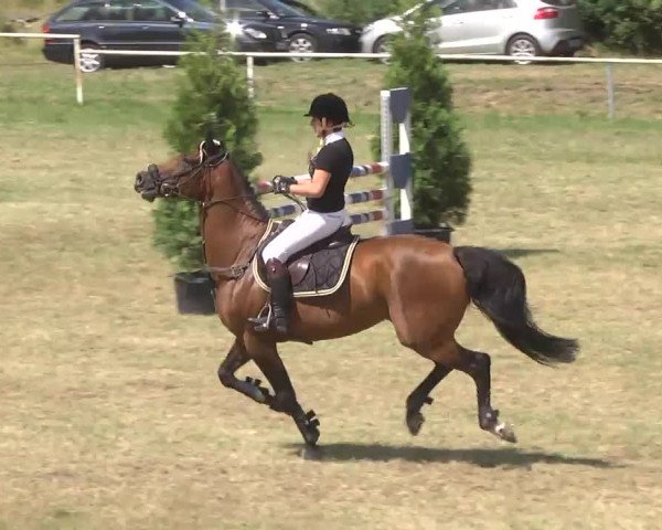 Reitturnier Idar-Oberstein 2016