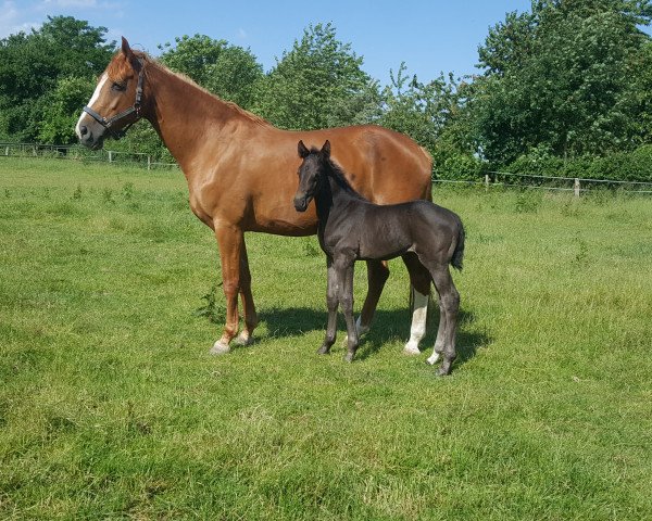 broodmare Early Girly (Hanoverian, 2004, from Earl)