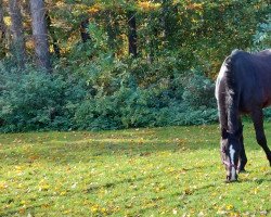 Springpferd Darconic BW (Westfale, 2013, von Dibadu L)