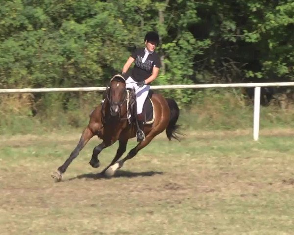 Reitturnier Idar-Oberstein 2016