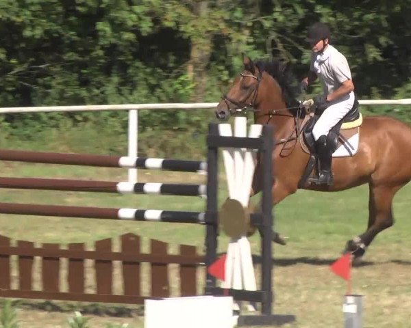 Reitturnier Idar-Oberstein 2016