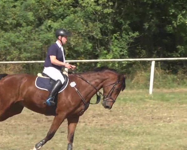 Reitturnier Idar-Oberstein 2016